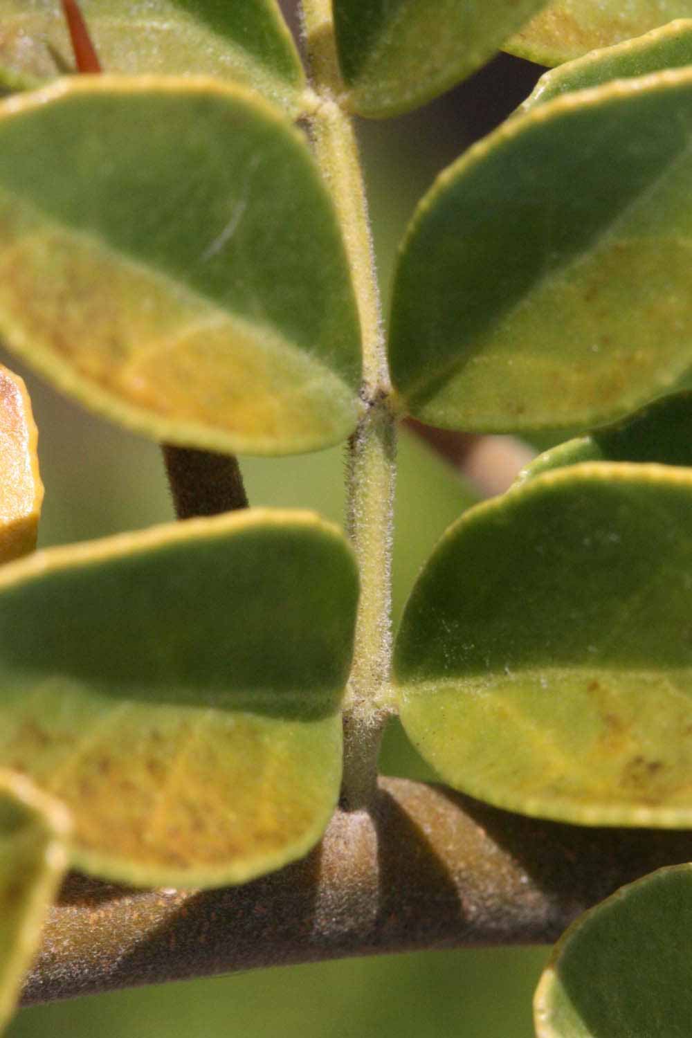              Rachis (Riverside, CA)       